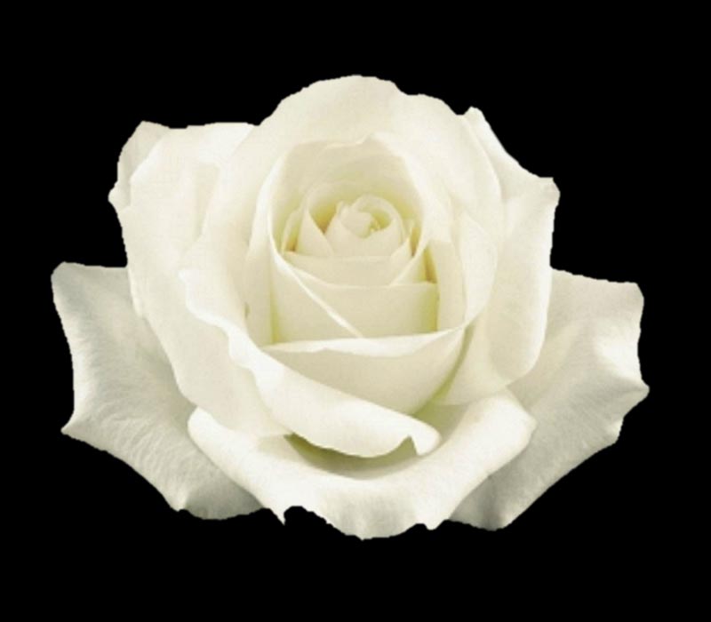 SUGAR DOLL COLOMBIAN ROSE