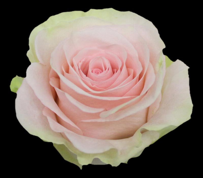 BLESSING COLOMBIAN ROSE