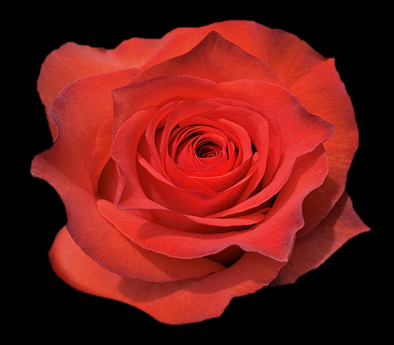 BROMO COLOMBIAN ROSE