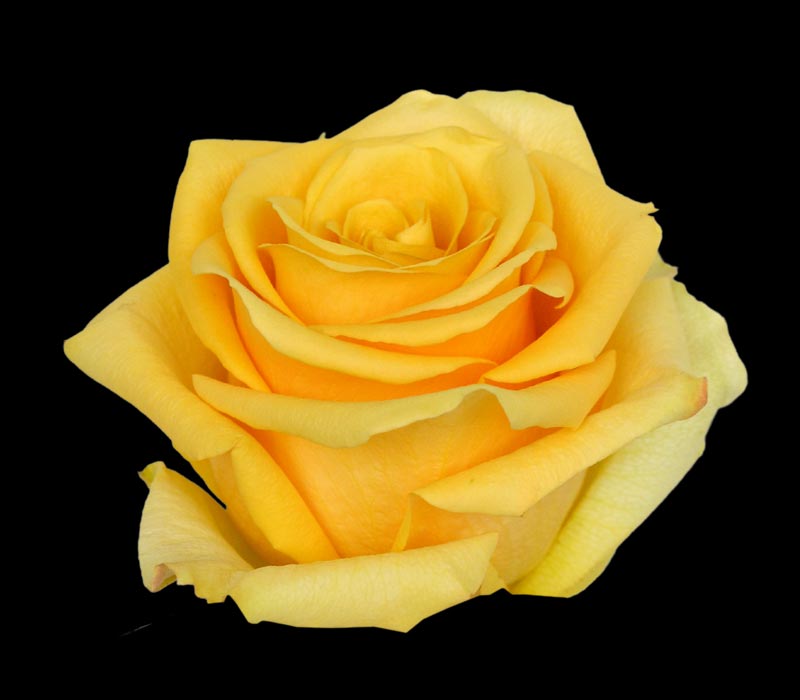 BUMBLE BEE COLOMBIAN ROSE