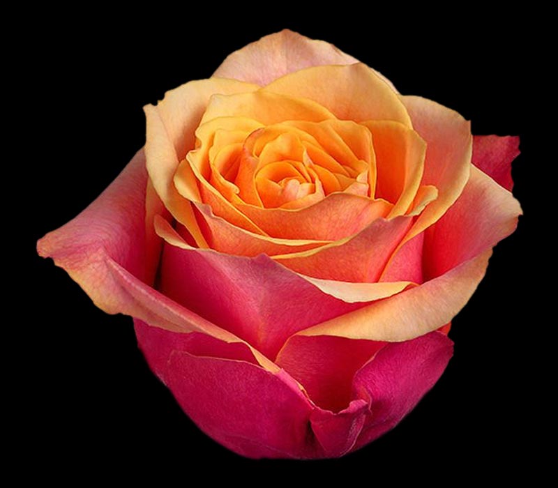 CHERRY BRANDY COLOMBIAN ROSE