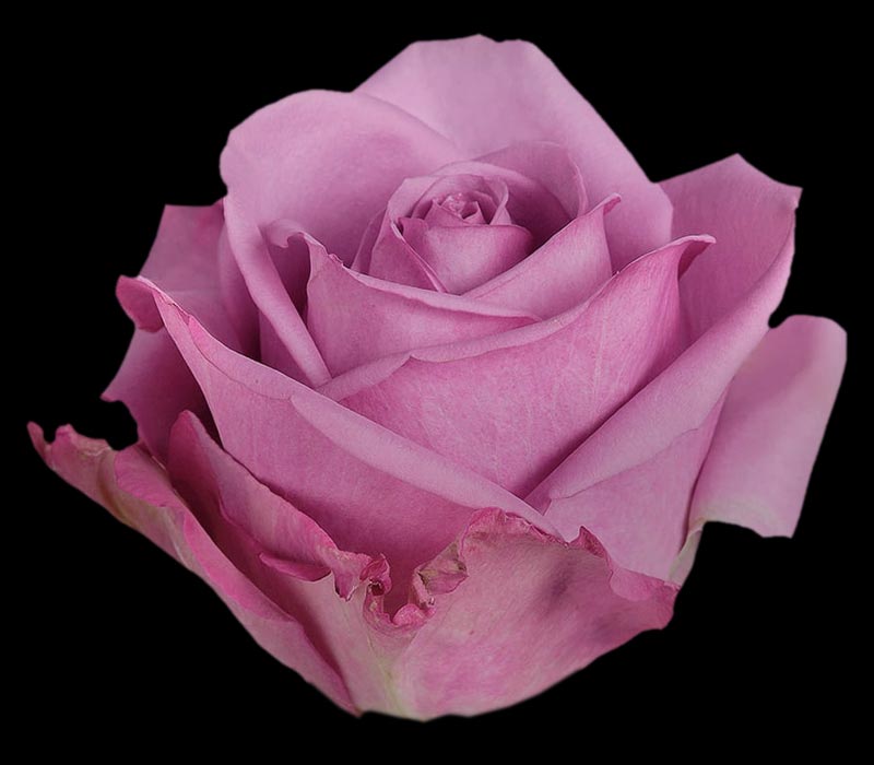 COOL WATER COLOMBIAN ROSE