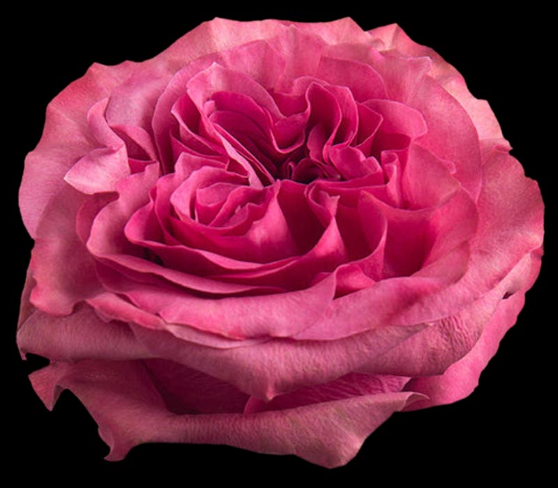 COUNTRY BLUES COLOMBIAN ROSE