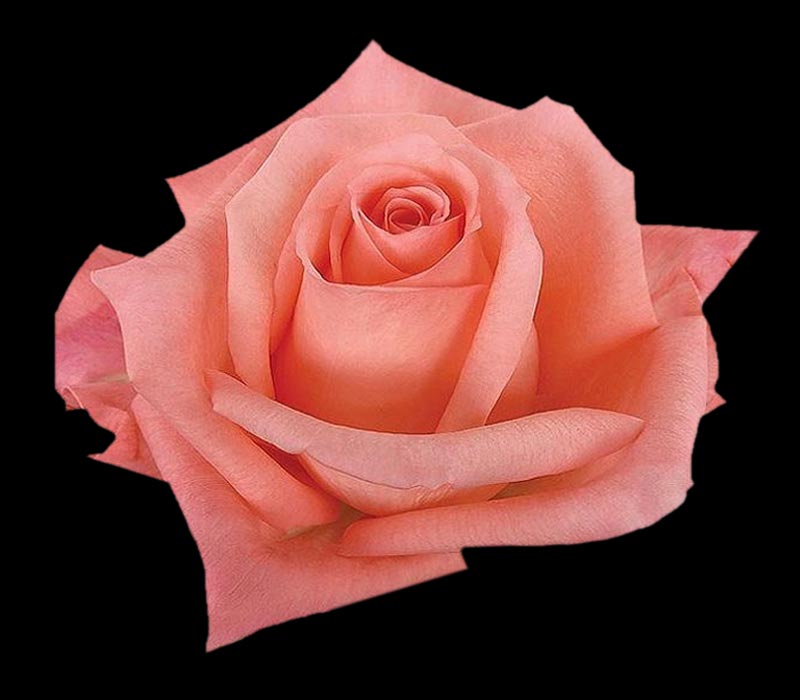 ENGAGEMENT COLOMBIAN ROSE