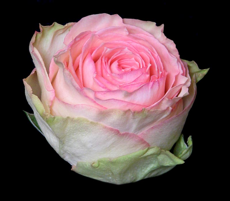 ESPERANCE COLOMBIAN ROSE
