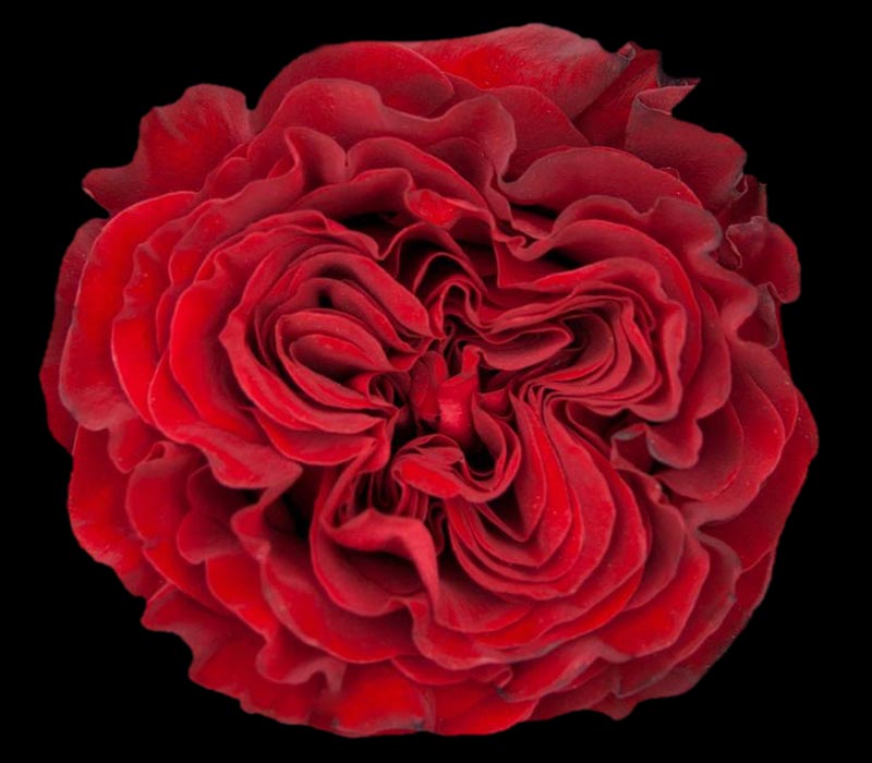 HEART COLOMBIAN ROSE