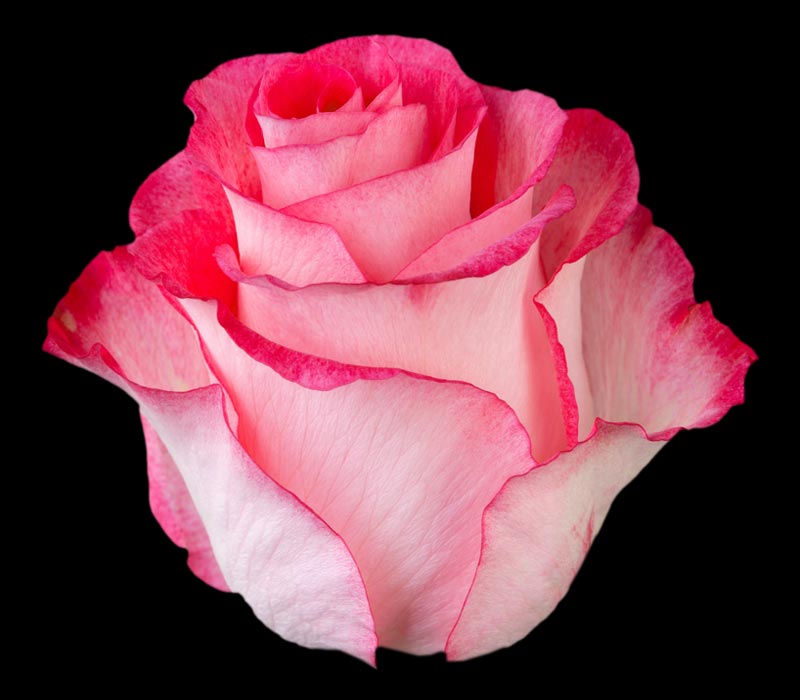 HIGH & CANDY COLOMBIAN ROSE