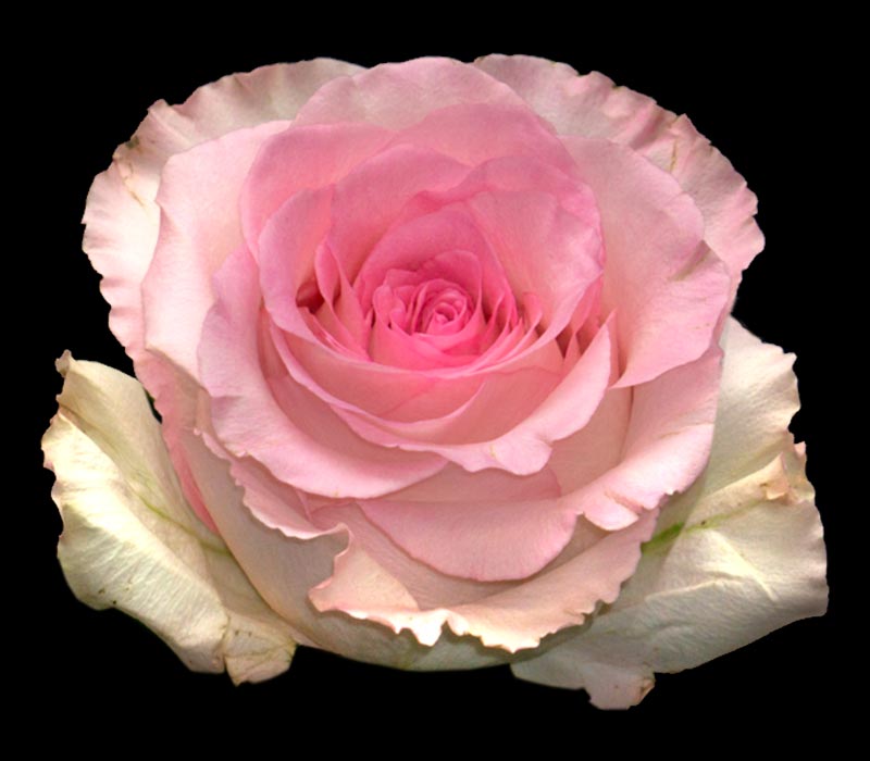 MANDALA COLOMBIAN ROSE