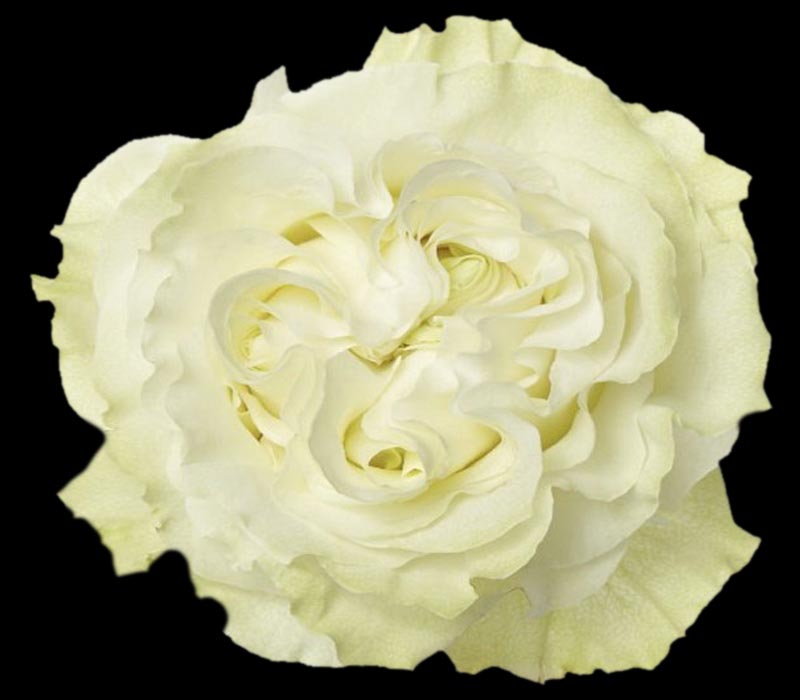 MOONSTONE COLOMBIAN ROSE