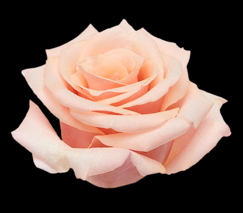 MOTHER OF PEARL COLOMBIAN ROSE