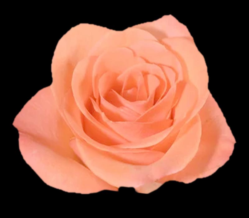 MOVIE STAR COLOMBIAN ROSE