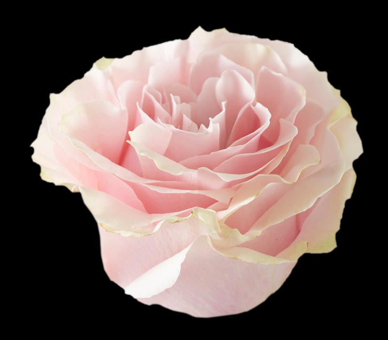 PINK MONDIAL COLOMBIAN ROSE