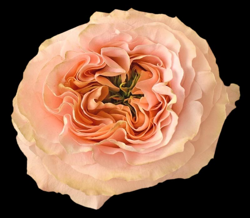 PRINCESS CROWN COLOMBIAN ROSE