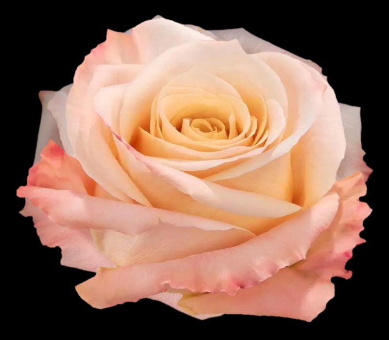 SHIMMER COLOMBIAN ROSE