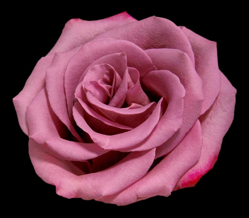 VIOLET HILL COLOMBIAN ROSE